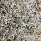Zaree’a Flour زريعة سودانية تقليدية – Haloomor & Sudanese Recipes, traditional sorghum seeds sprouting.