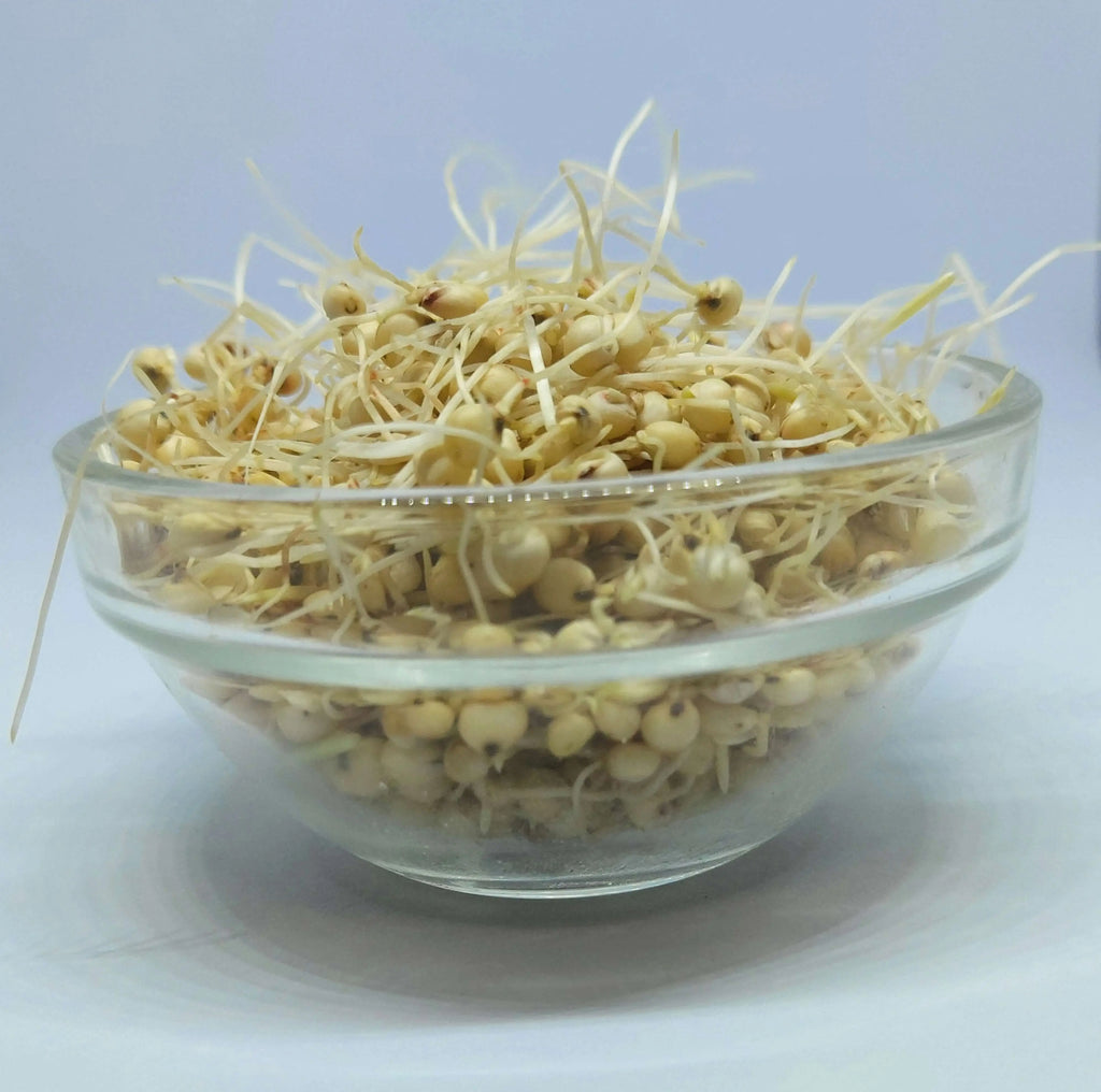 Zaree’a Flour زريعة سودانية تقليدية – Haloomor & Sudanese Recipes in a glass bowl with sprouted sorghum.