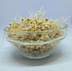 Zaree’a Flour زريعة سودانية تقليدية – Haloomor & Sudanese Recipes in a glass bowl with sprouted sorghum.